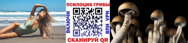 Псилоцибиновые грибы Psilocybe  МЕГА сайт  Кашин 